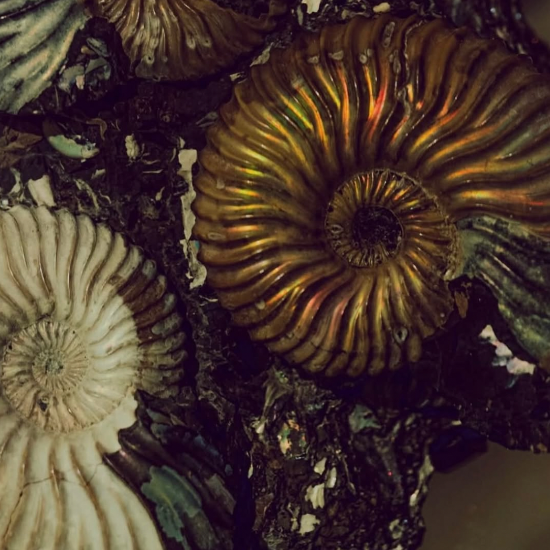 FREE ACCESS: Ancient Feminine Teachings of the Spiral Path | 44 min Wisdom Transmission thumbnail