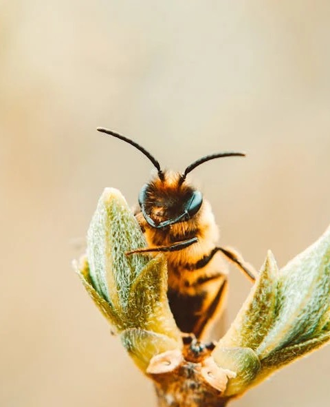 beekeeper’s naturals thumbnail