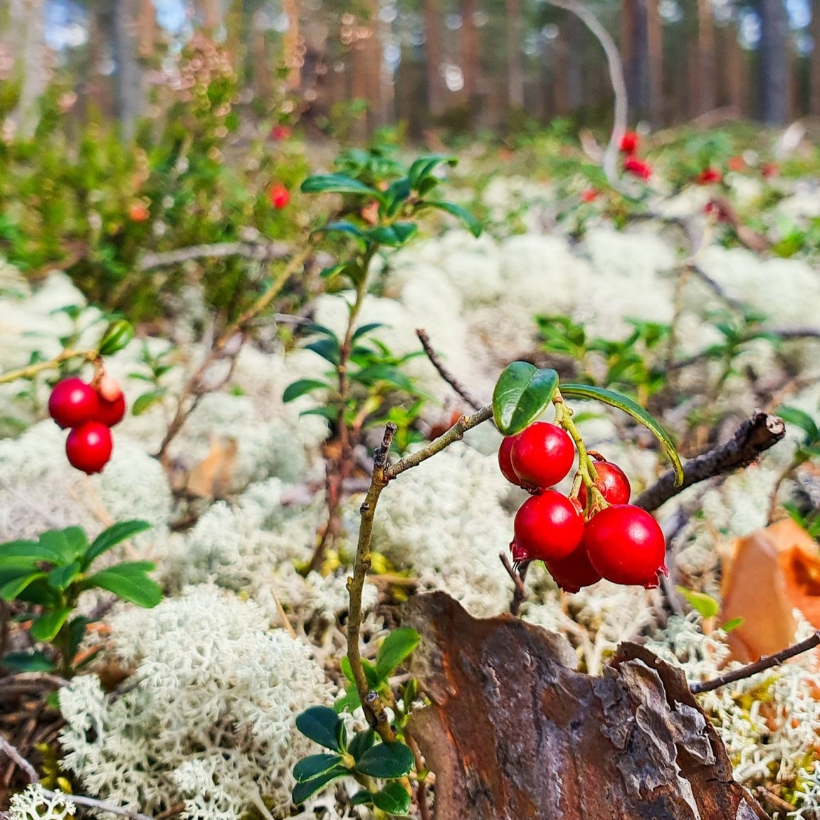 Eiszeit, Dünen und Geschichten von grummeligen Riesen: Naturerlebnis Rokua Geopark thumbnail
