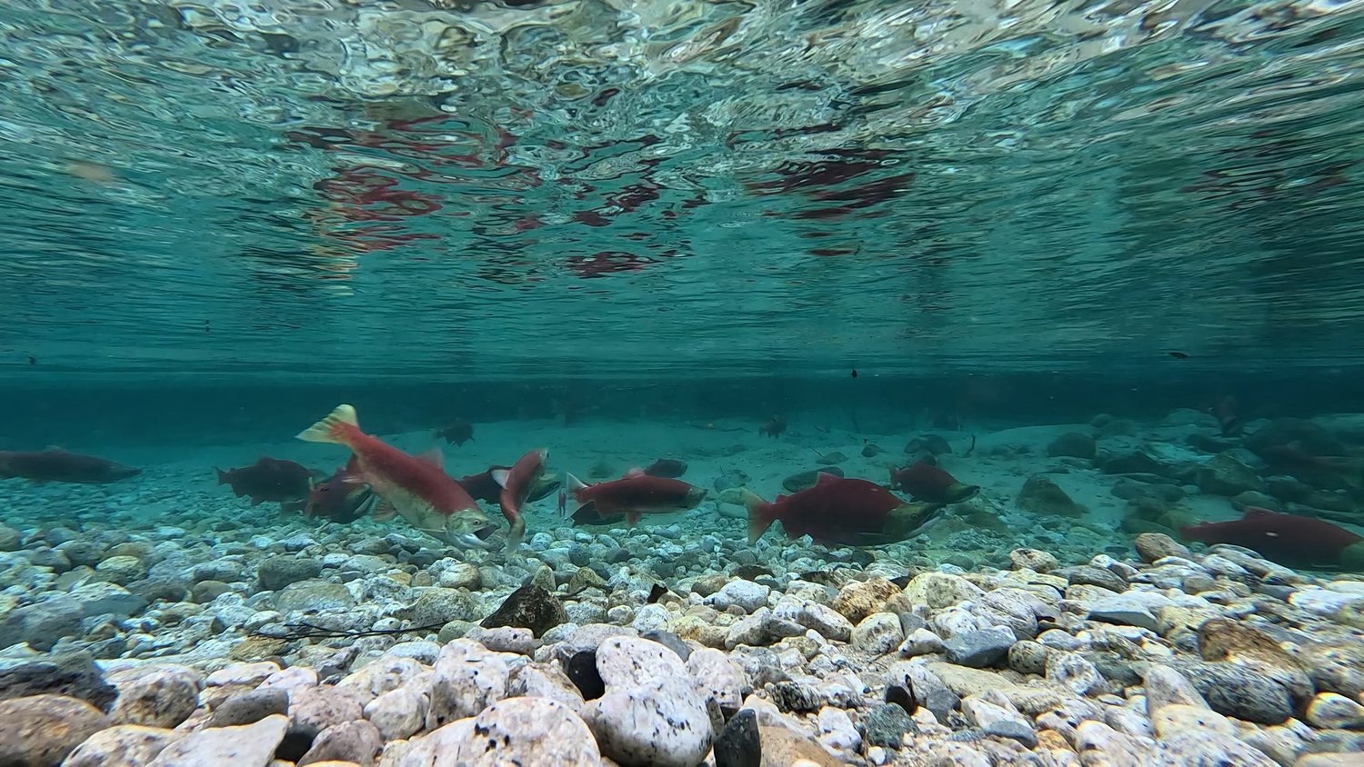 Feature: Benefits of Guardians in Alaska Ripple from Bristol Bay and Beyond thumbnail