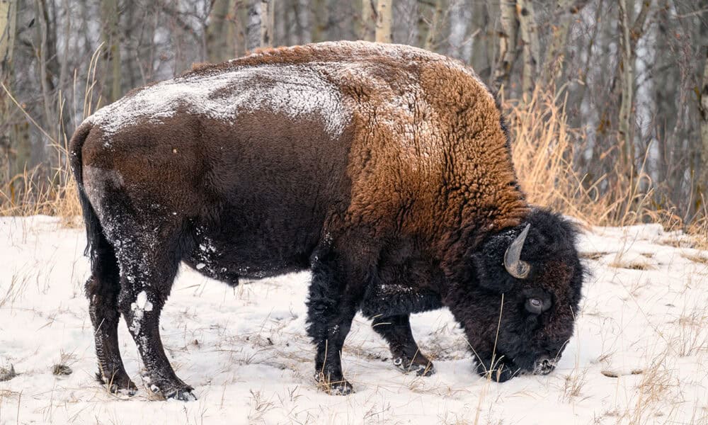 New $3.8 billion federal nature strategy creates Arctic Indigenous Guardians Program - CKLB Radio thumbnail