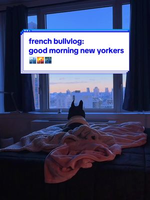 loving my view!! 🏙️🌃🥰 #goodmorningnewyorkers #welcometonewyork #nyc #dogsofnyc #frenchiesofnyc 