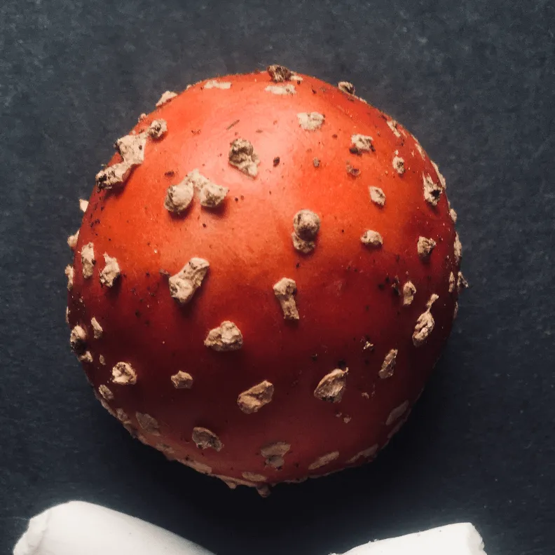 Amanita Basics · sicher erkennen, nutzen, integrieren · Herbst-Termine thumbnail