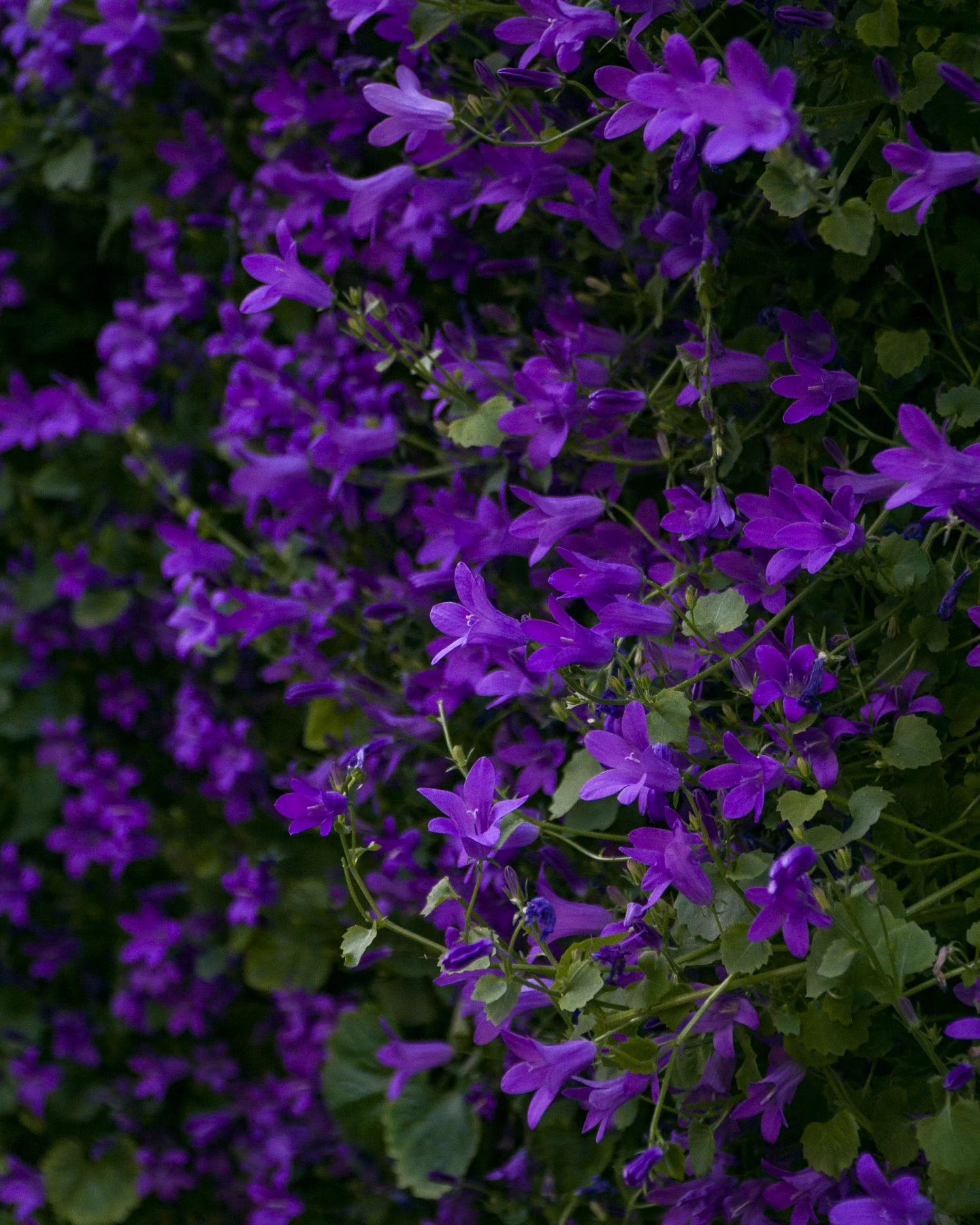 🪻🌺

#flowers #fiori #naturephotography #Graph #Photograph #Archive #Scene #Postcard  #Panoramic #Photograph #Graphic #Re