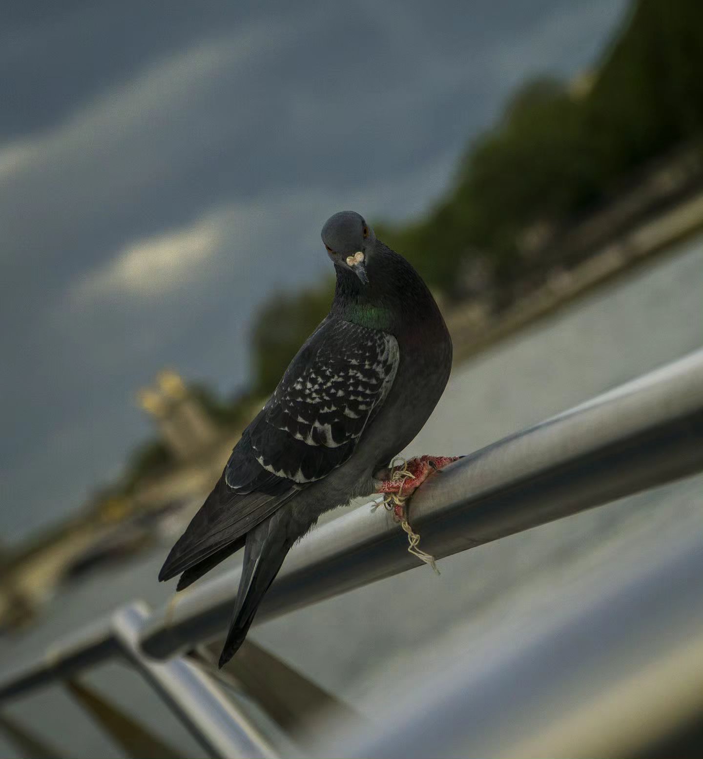 🐦⛴️

#BirdPhotography #Pigeon #NaturePhotography #UrbanWildlife #BirdsOfInstagram #WildlifePhotography #NatureLovers #Ci