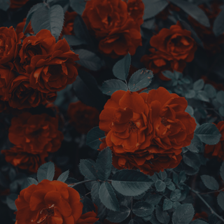 Silvia Diego – Author: Explore published works on Amazon. thumbnail