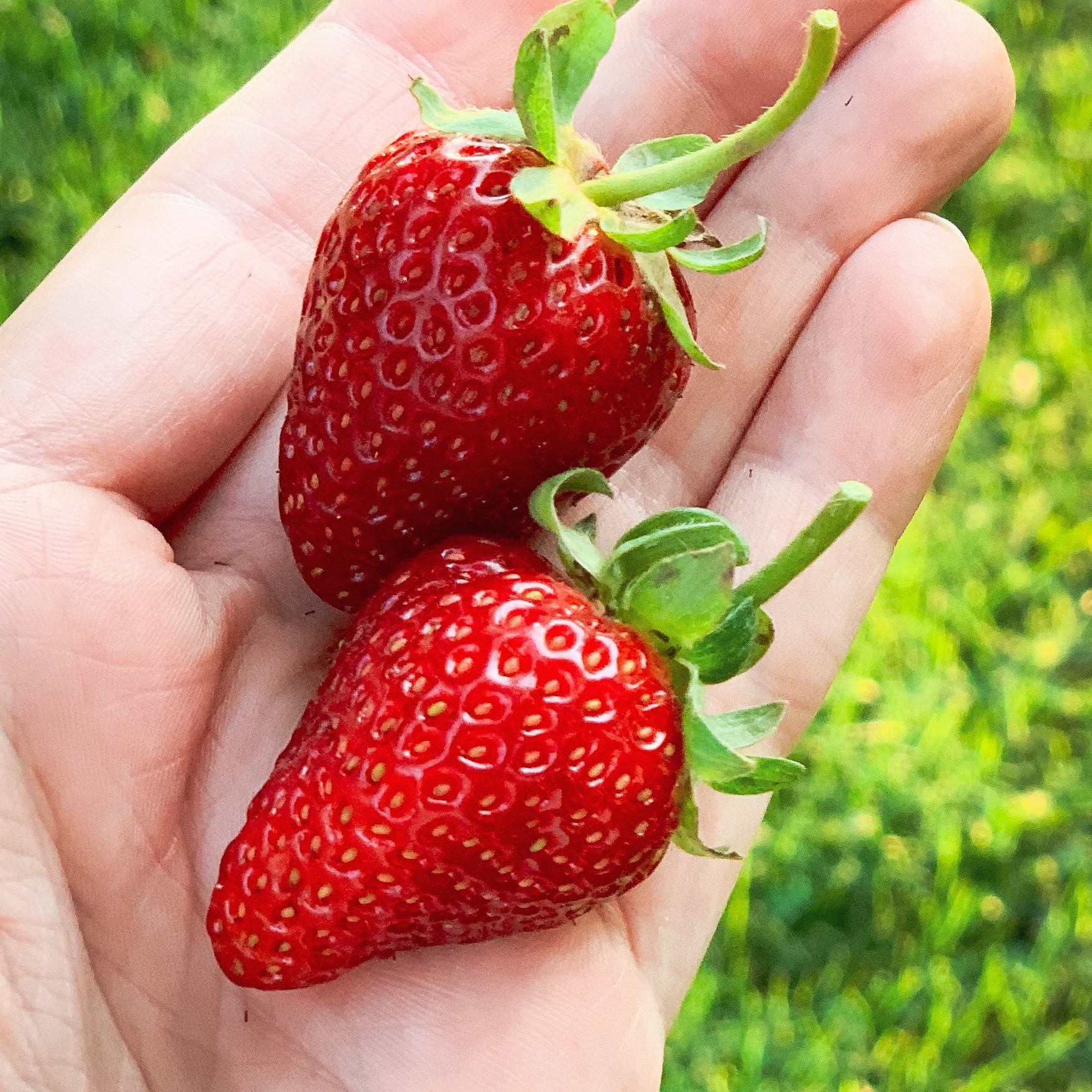 BIRD NET FOR STRAWBERRIES  thumbnail