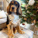 The Little Pupwear Co - code JASPER10 thumbnail