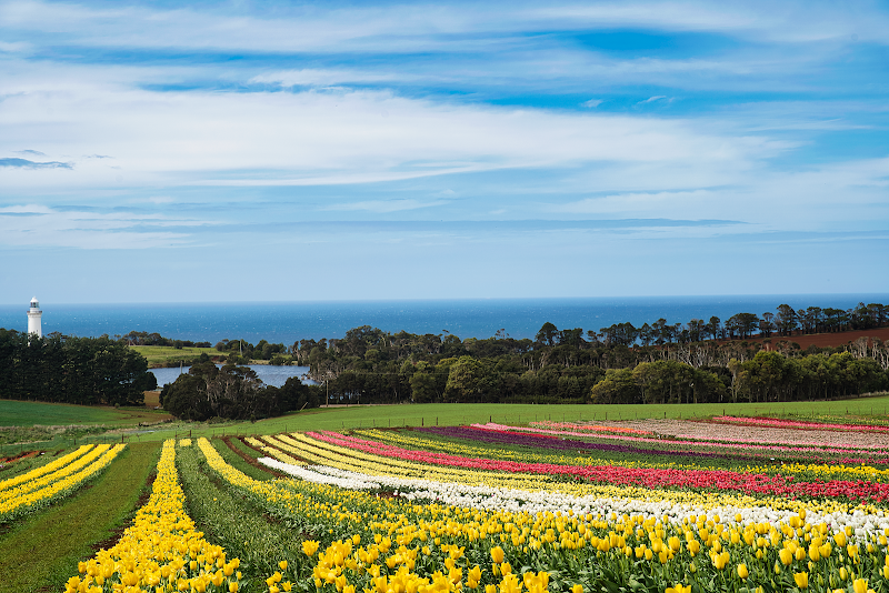 Table Cape Tulips thumbnail