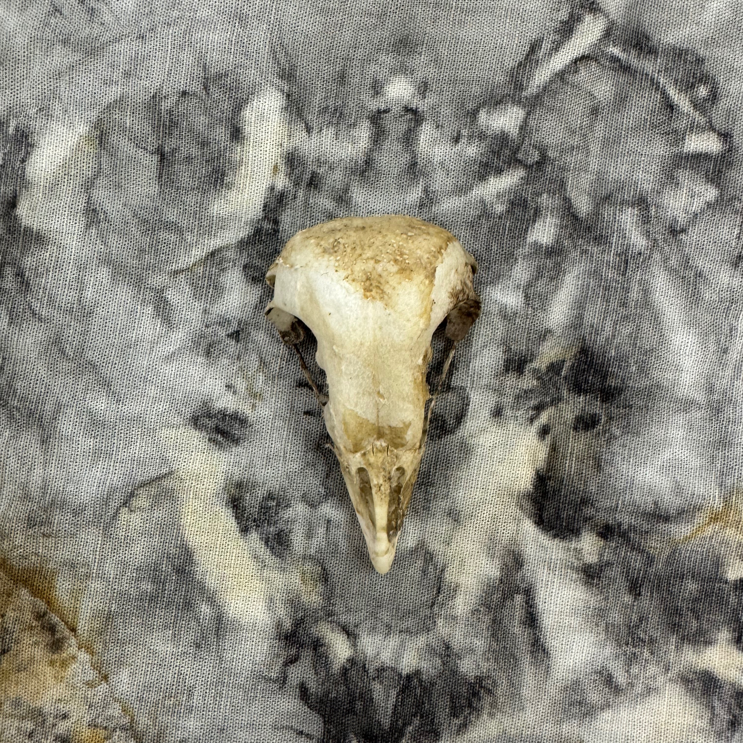 Substack -  of soil not the sky thumbnail