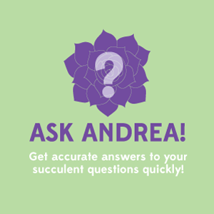 Ask Andrea: 1 on 1 succulent help with yours truly! thumbnail