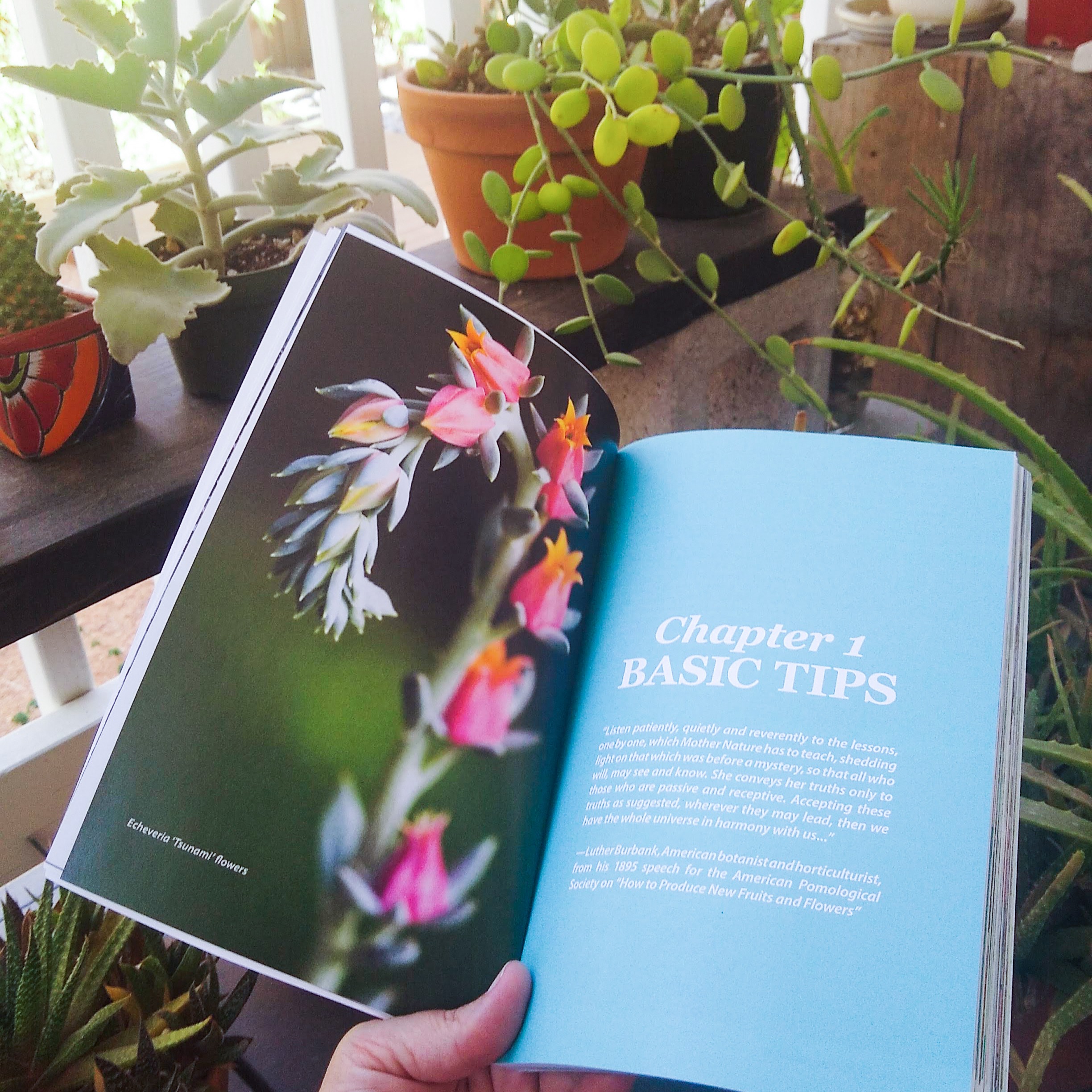 The Succulent Manual: A guide to care and repair for all climates  - Available as a  full length/full color paperback, eBook, & online thumbnail