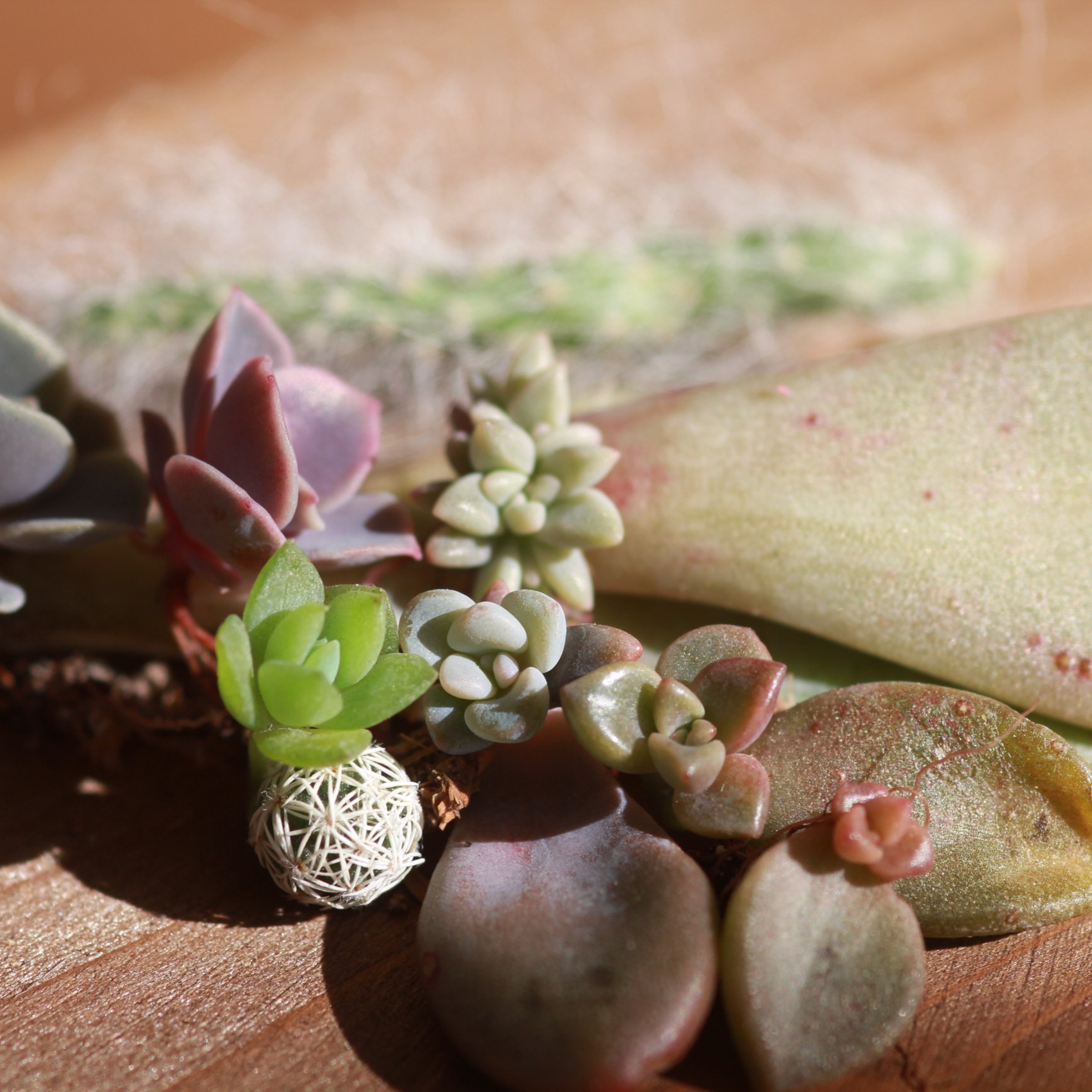 SucsForYou.com - Succulent care tips and latest videos thumbnail