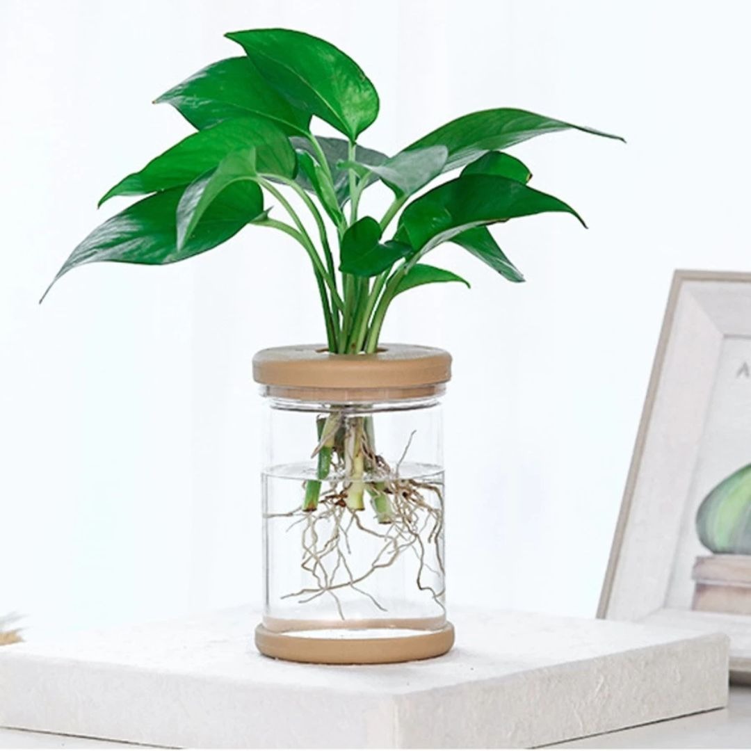 Vaso De Flores Hidropônica Transparente/Pequeno Plantas Verdes thumbnail