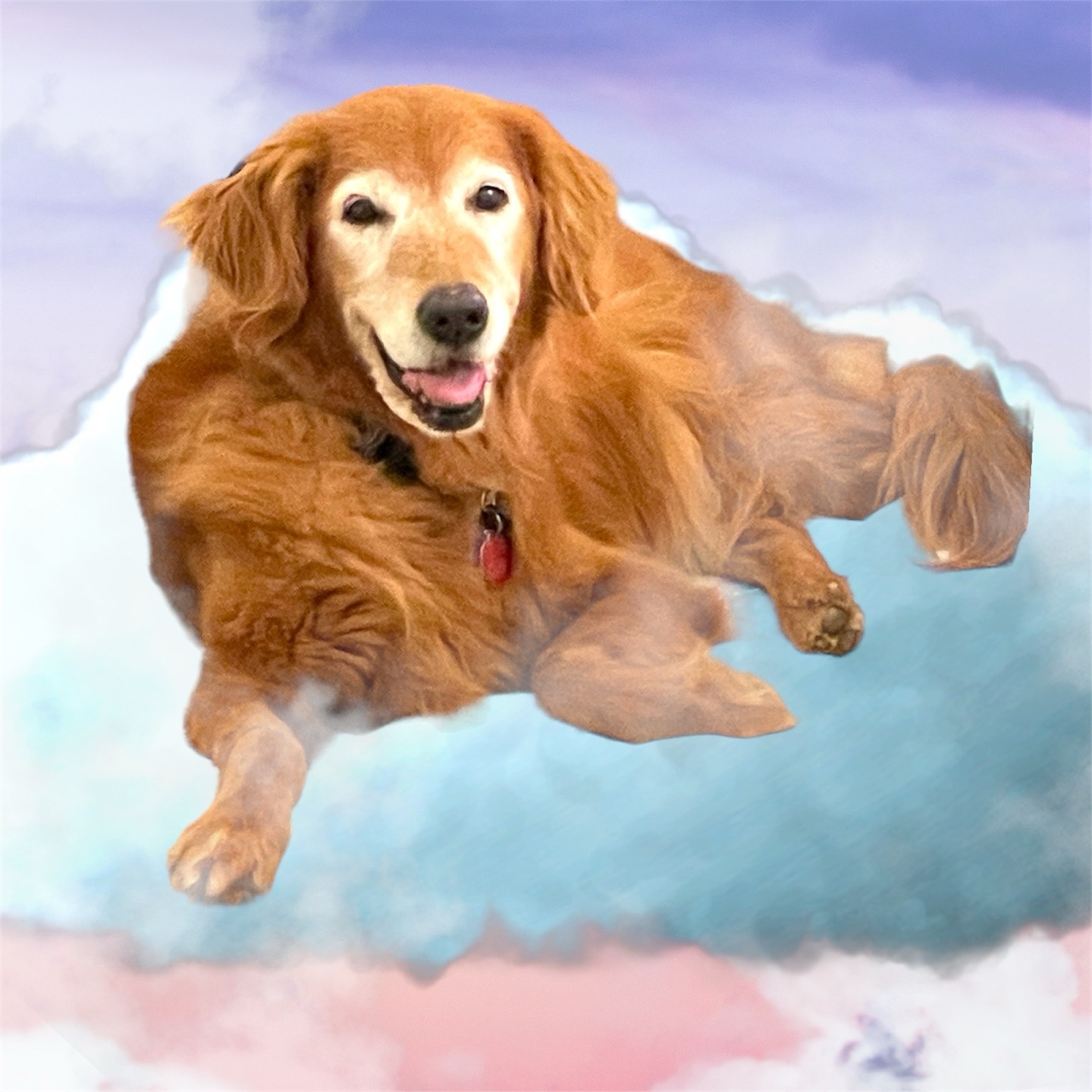 ☁️🌈 Experience Cloud 9 with Megan's Pet Sitting! I bring joy and care directly to your pet's home. See why pets (and the