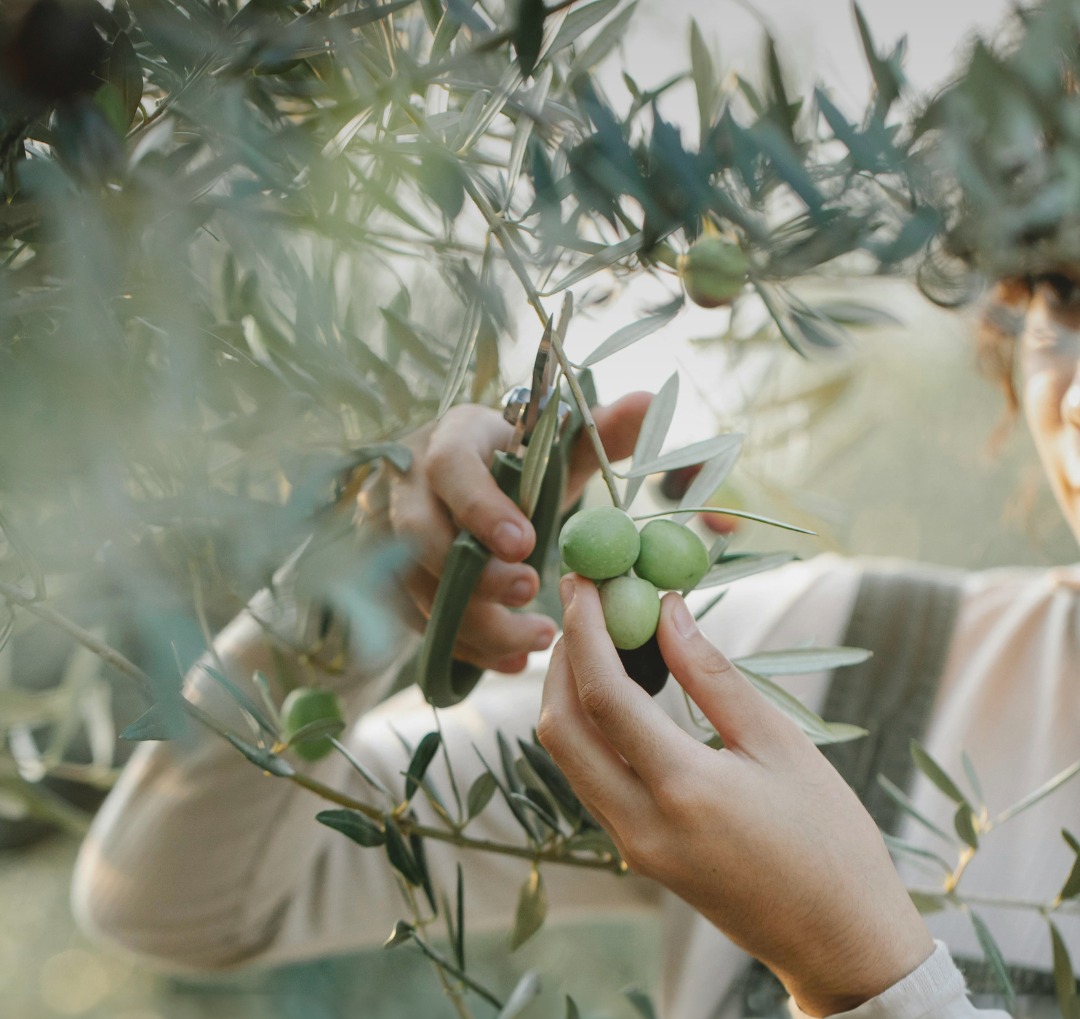 Impact Experience: Tuscan Olive Harvest thumbnail