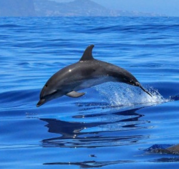 Last chance to research dolphins on Ischia, Italy thumbnail