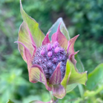 EL BLOG ✏️ thumbnail