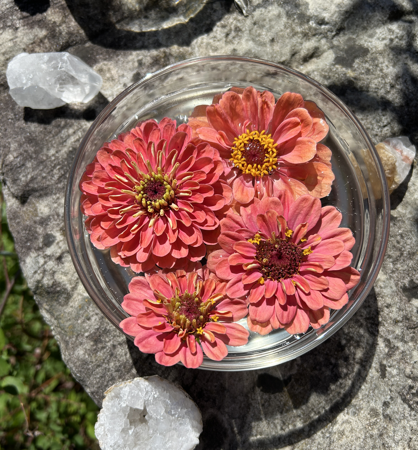 LA WEB 🌿🔥⚗️🌙 thumbnail