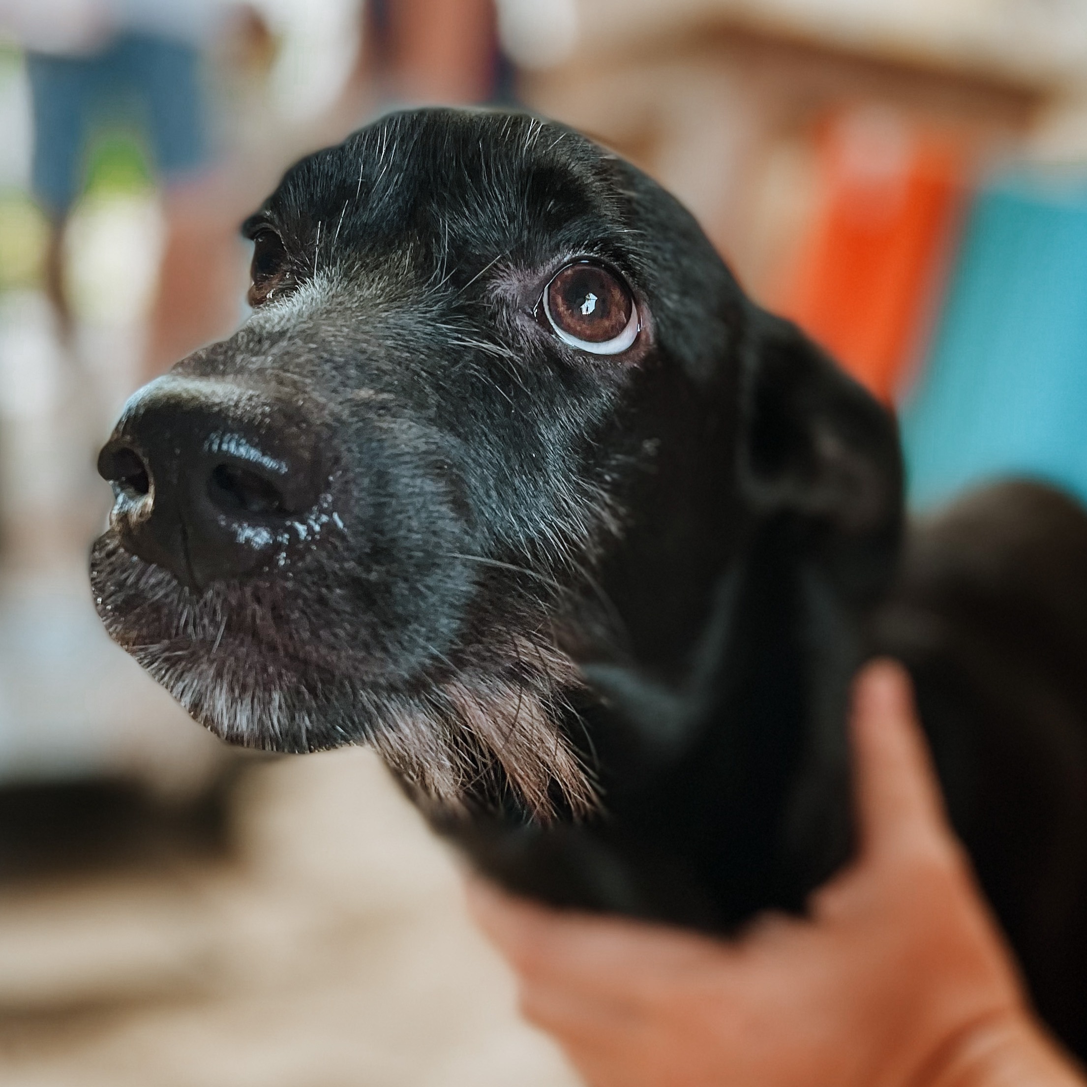 Support our Vet Day / Jornada Veterinaria 2025  thumbnail