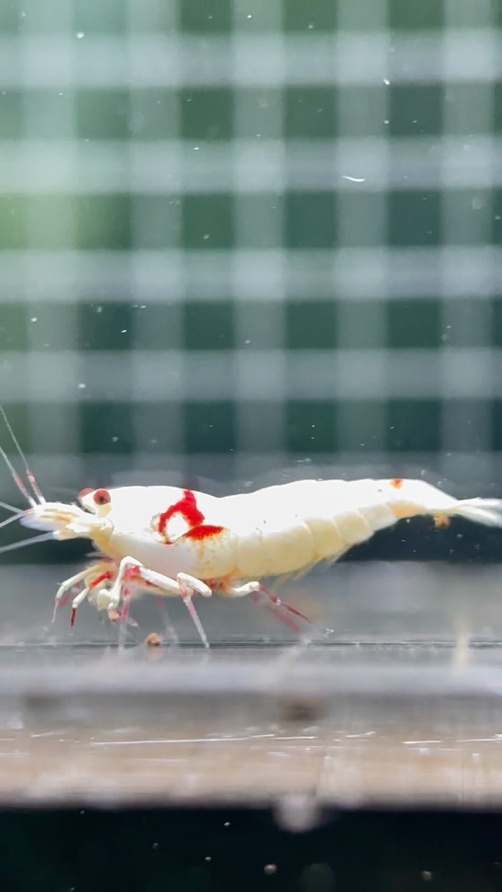 Paint the 🏙 red 😍

#seamoasis #pureredlineshrimp #boashrimp #shrimptank #aquascape #aquariumhobby #shrimphobby #snowflak