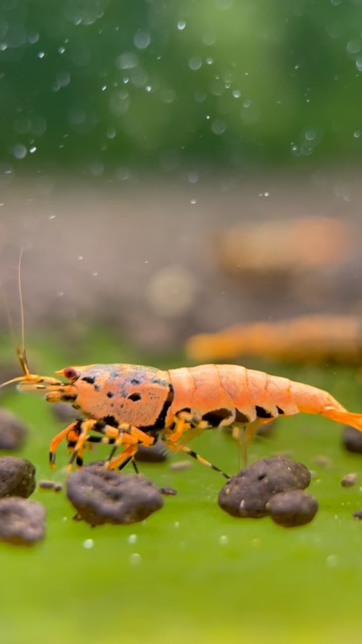 Beautiful babies BOA 🧡🥰
.
.
.
.
.
.
.
#seamoasis #shrimpbreeder #shrimpbreeding #shrimptank #orangeboa #caridina #caridi