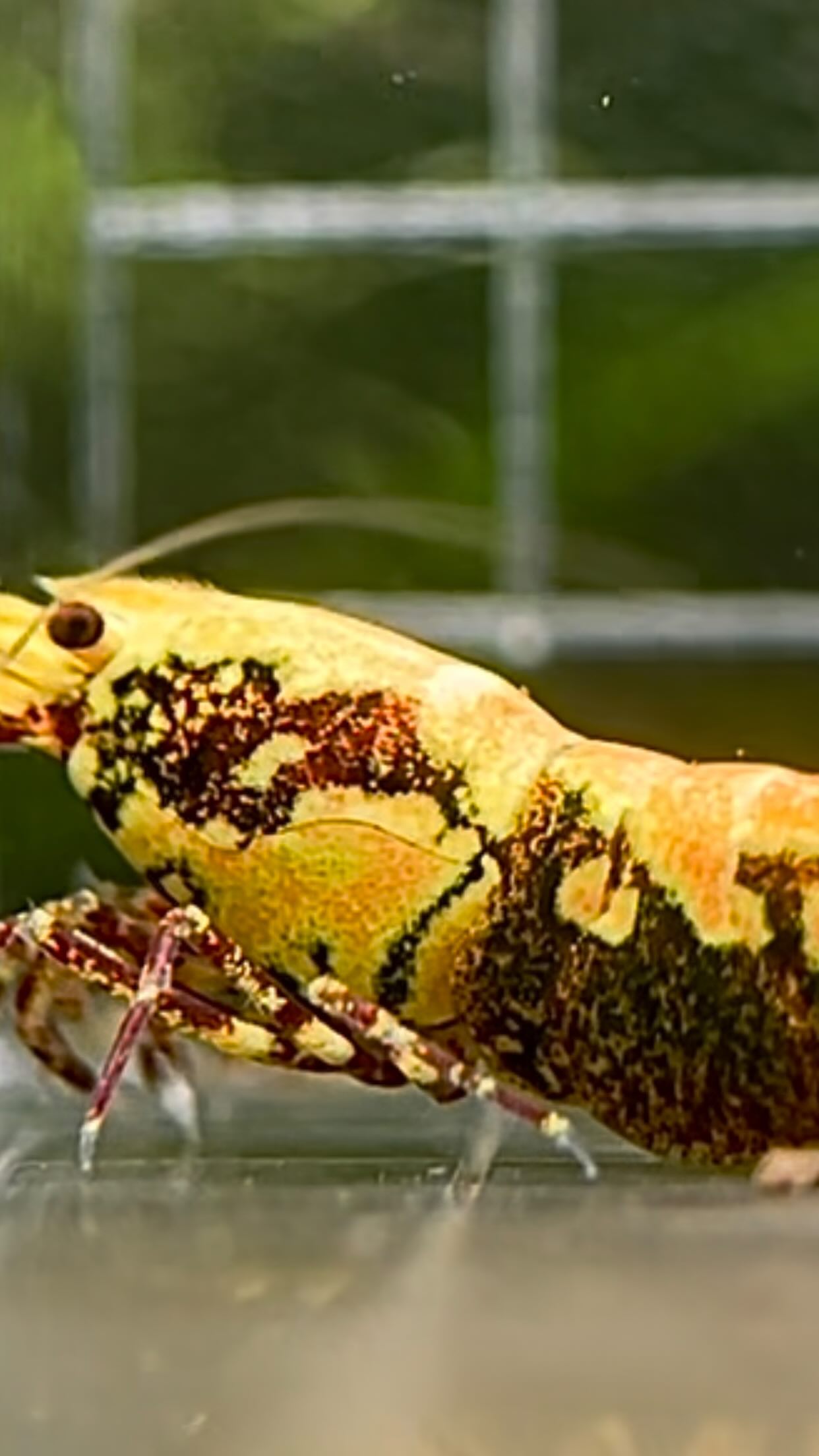 🤩 HIDDEN GEM 🤯 
Can’t imagine this…❤️‍🔥

#caridinashrimp #caridinacantonensis #redsnowflake #shrimptank #seamoasis #aqua
