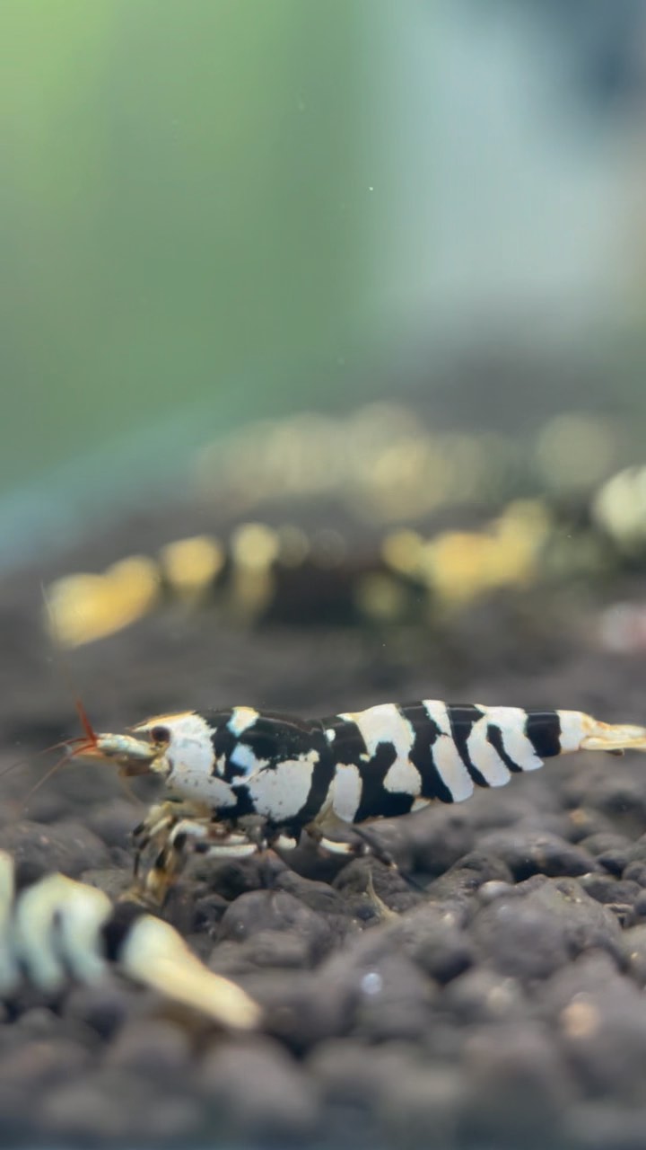 🐯Black Fancy Tiger 🐯A calming charm 🖤