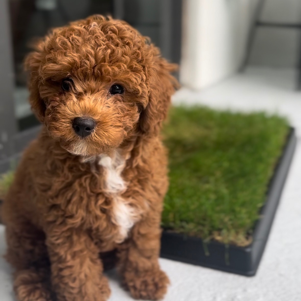 10% OFF Grass Potty Pad thumbnail