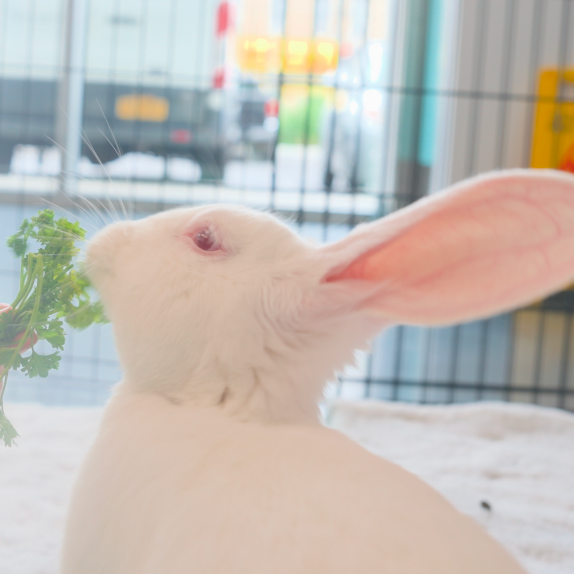 adopt Gouda the rabbit thumbnail