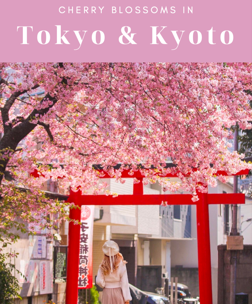 🌸 Sakura Guide (Tokyo & Kyoto) thumbnail
