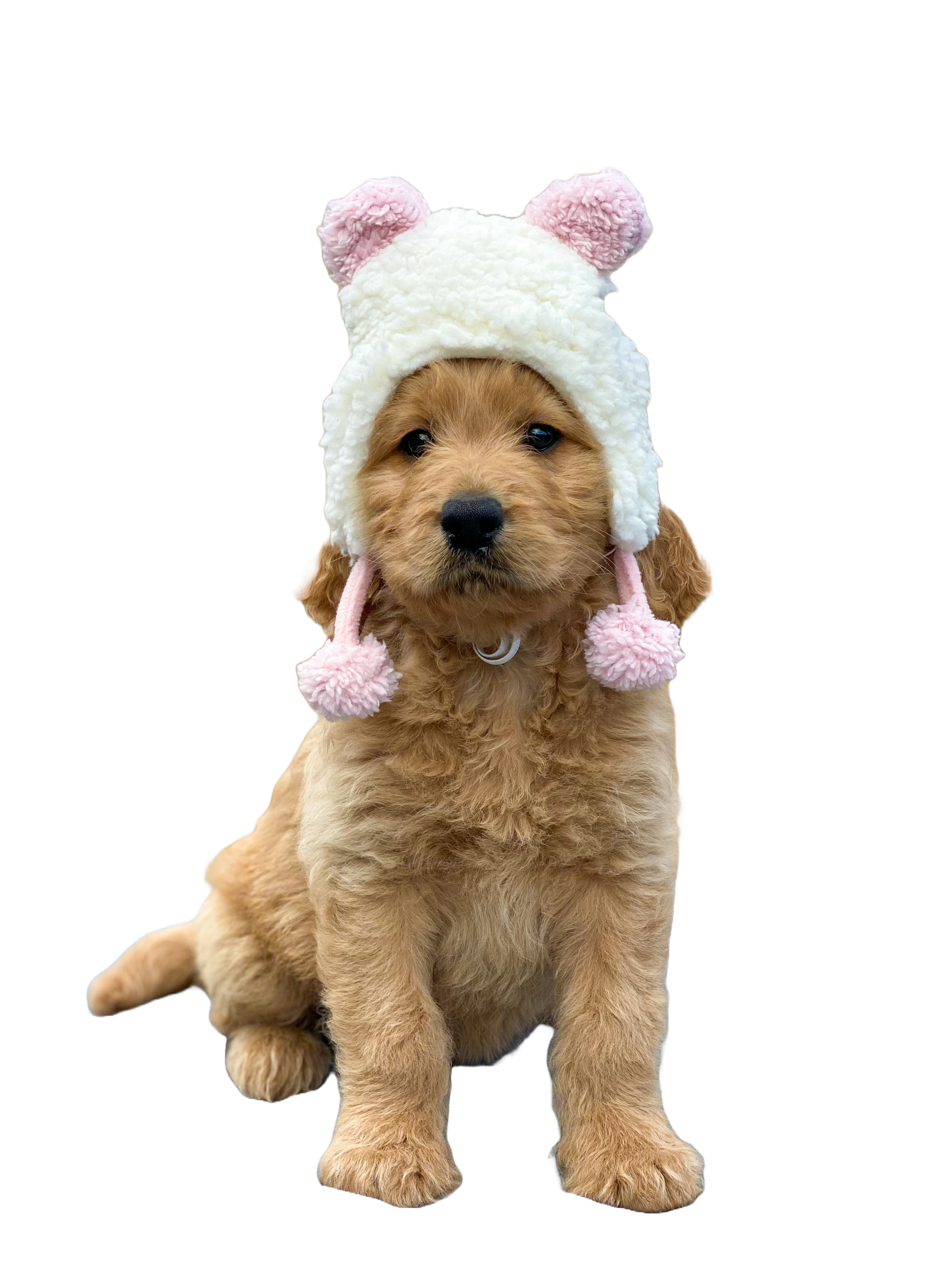 Find Out What Puppies Are Available thumbnail