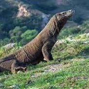 One Day Komodo Tour - Recomended thumbnail