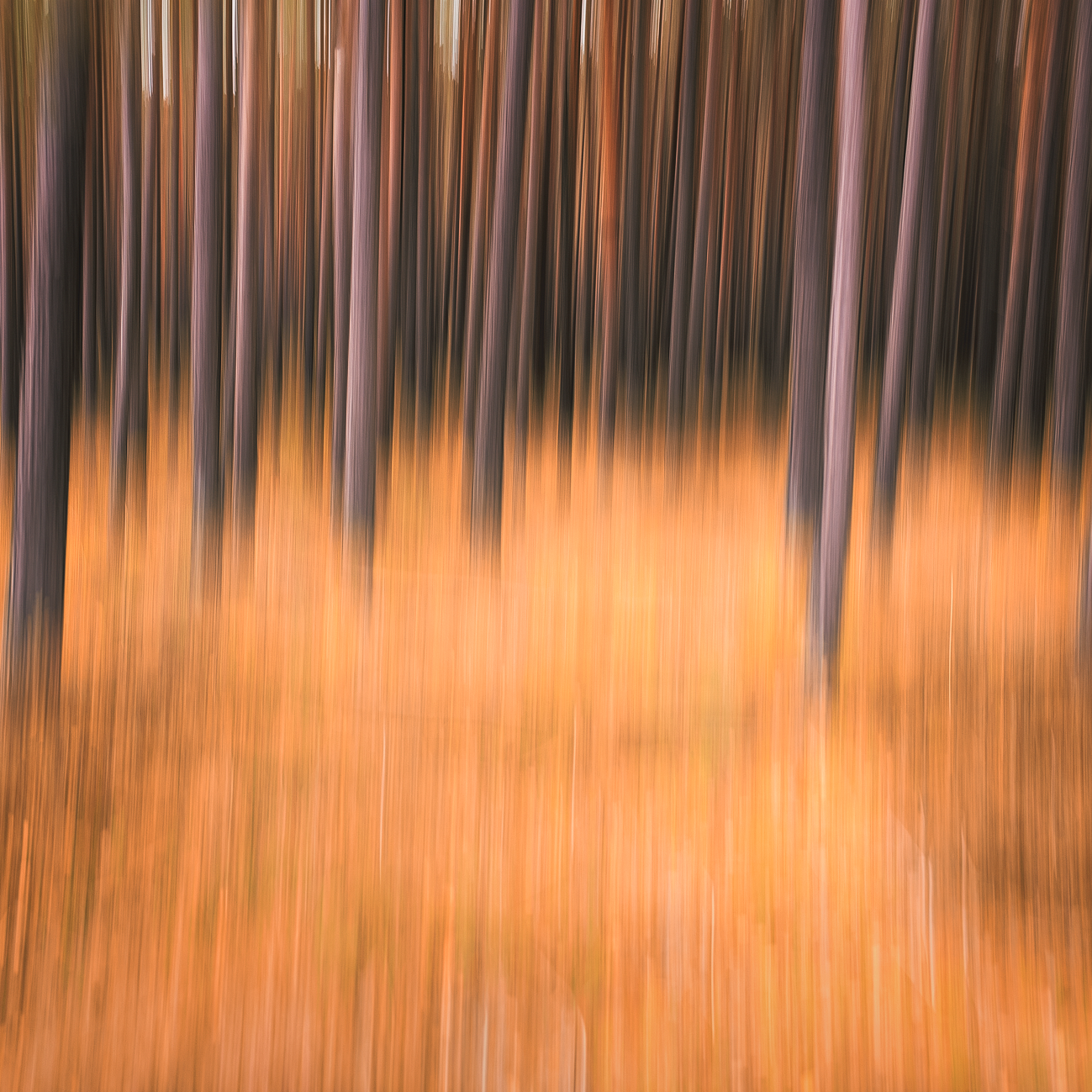 icmphotomag network thumbnail