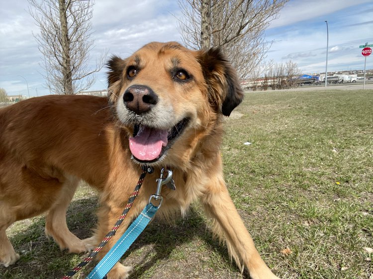 Join the fun at Doggy Daycare thumbnail