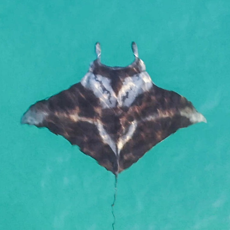 New manta ray species paper! (open access) thumbnail