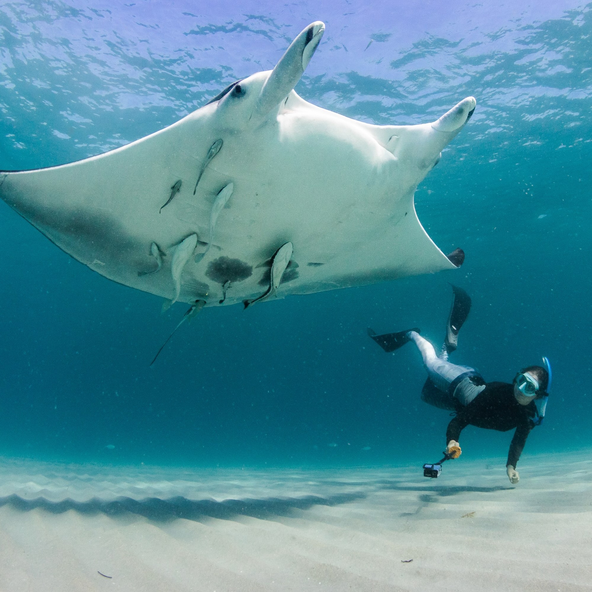 Oceanographic Magazine: Scientists hail third manta ray species "evolution in action" thumbnail