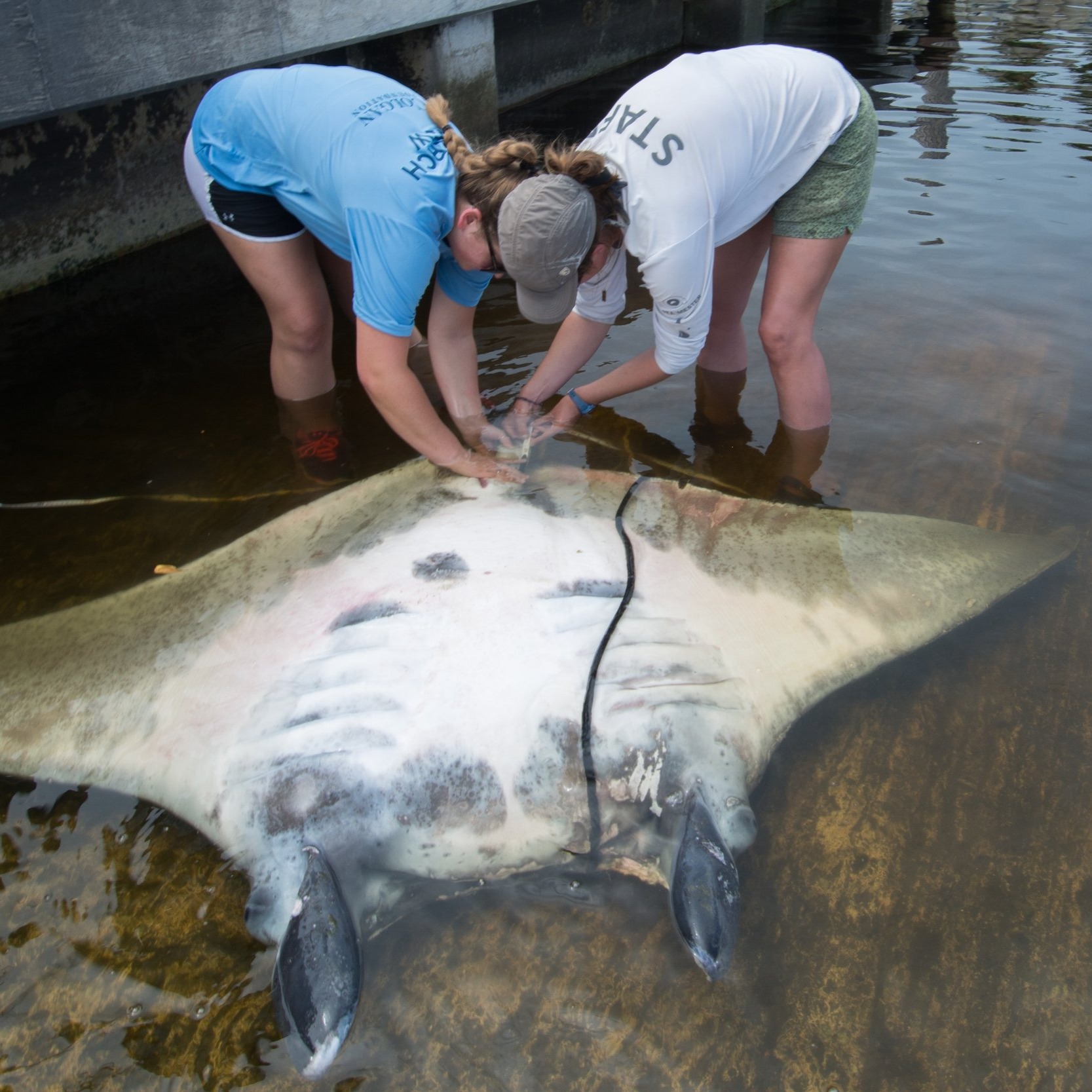 Third Manta Ray Species Mobula yarae Discovered in Atlantic Ocean thumbnail