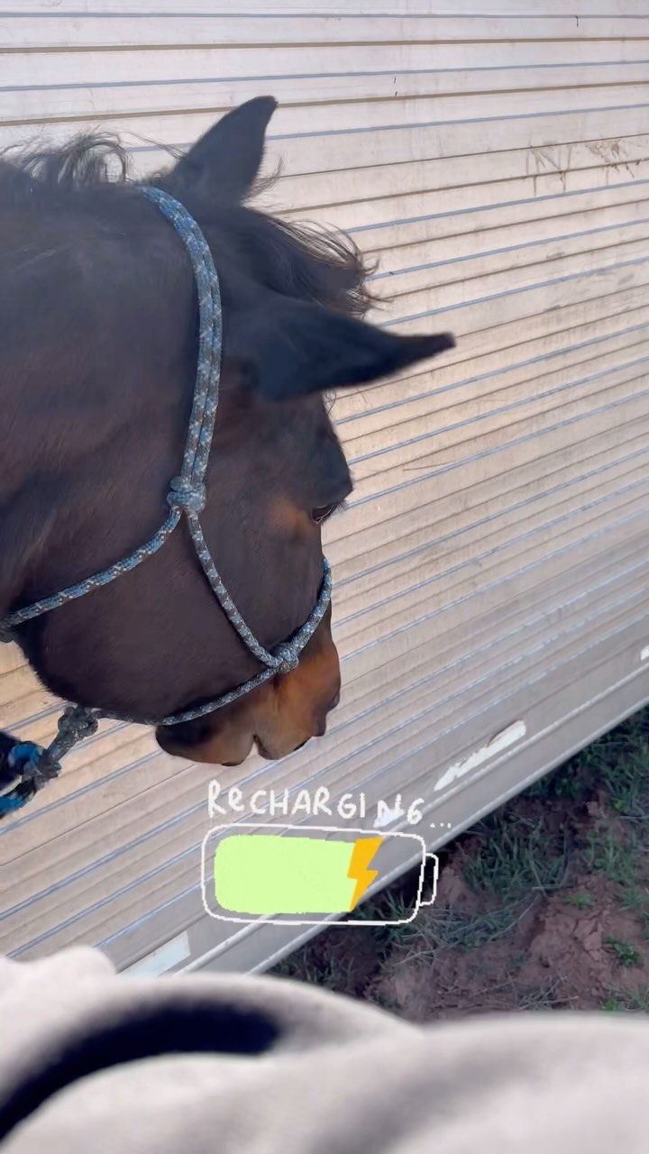 I just LOVE seeing those tension release points! ☺️ #equinemassage #equinehealth #equinebodywork #pressurepoint #tension