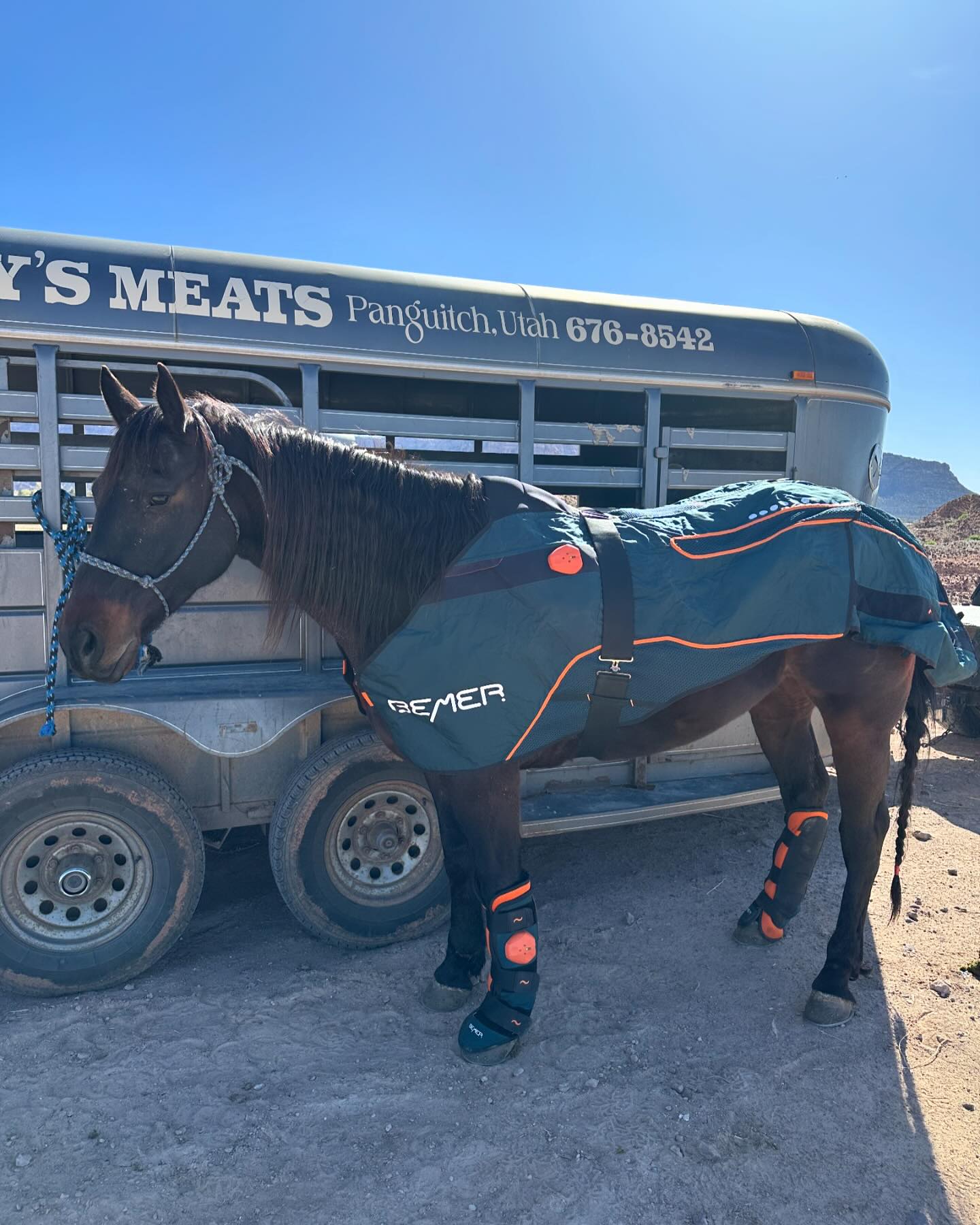 “Whiskey” Is one of our regular clients- And personally one of my favorites to work on! ❤️ No matter if he is roping cal