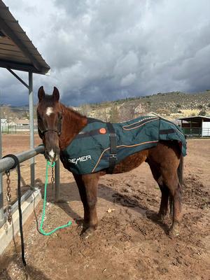 It was a great day of helping some horses feel 𝔾𝕆𝕆𝔻!  “Tucson” (Black horse) and “Tank” (Liver Chestnut horse) both had 