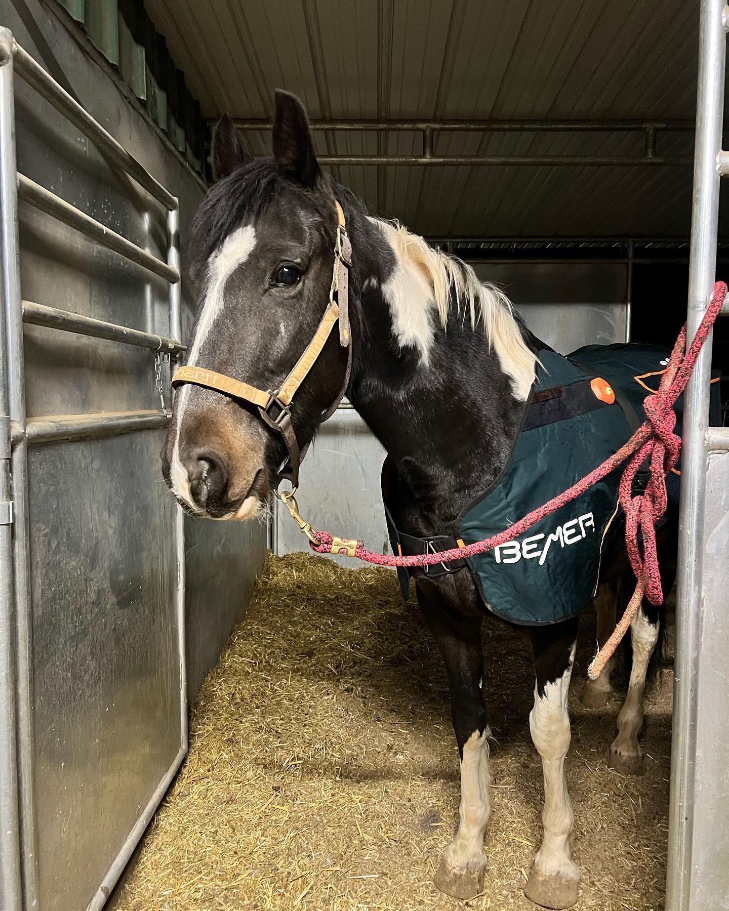 With short, busy and cold winter days, comes boredom for the ranch horse. A few days ago, Laken’s best boy “Zeus” has be