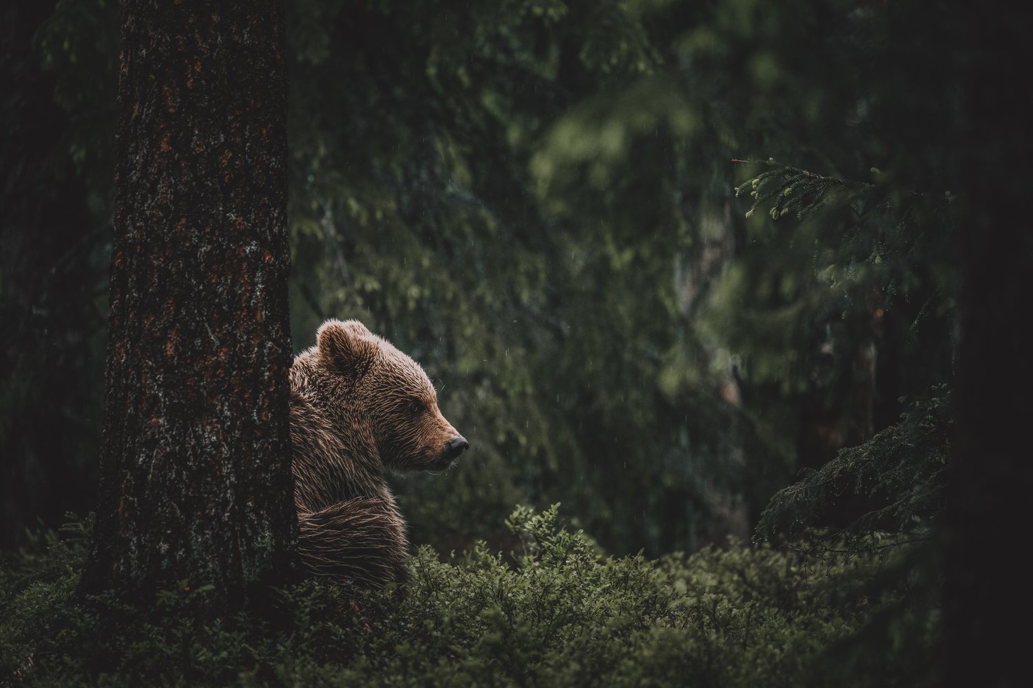 Bears in Finland 2025 — workshop  thumbnail