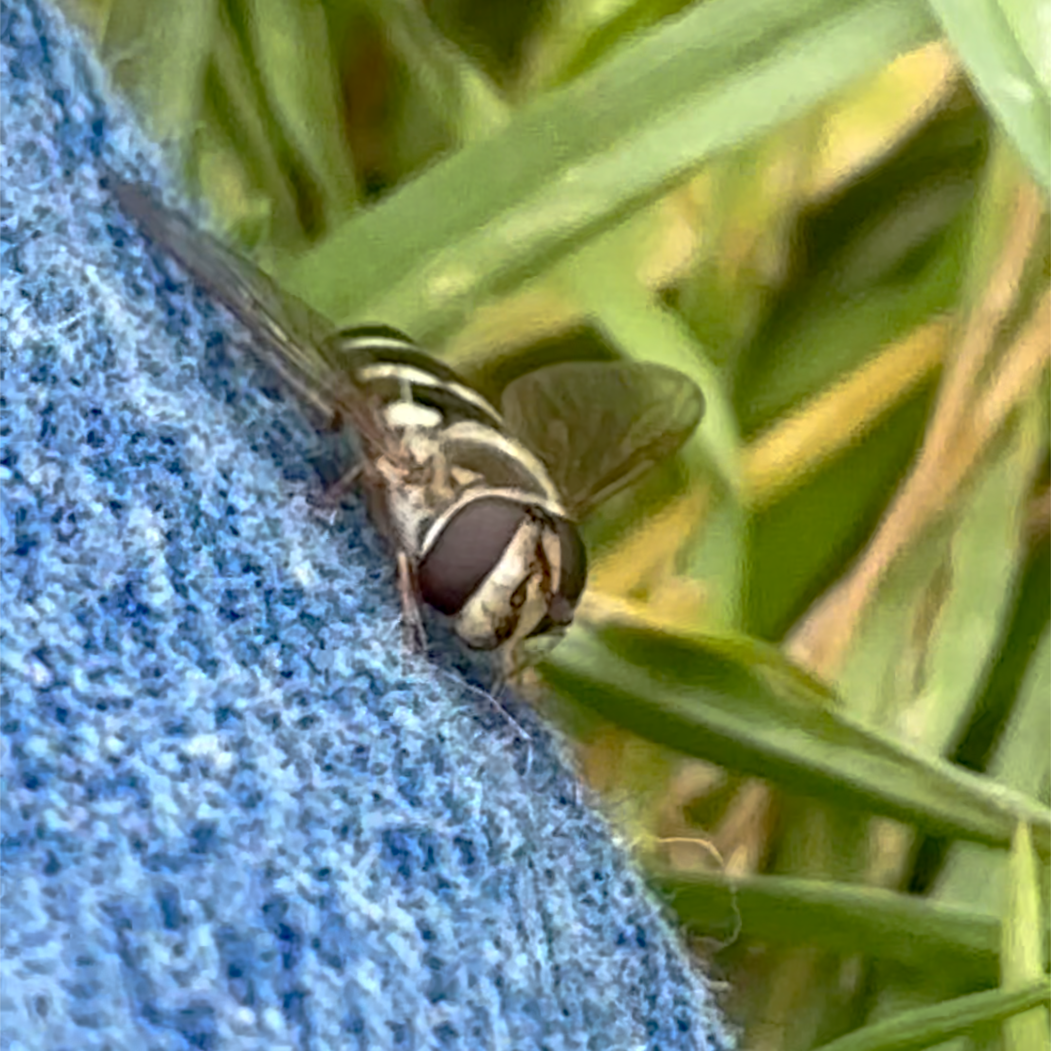 Let's be friends on iNaturalist! thumbnail