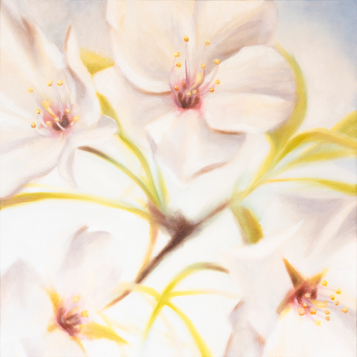 Cherry Blossoms 2 - 24" x 24" Oil on Canvas — Horn Art Co. thumbnail