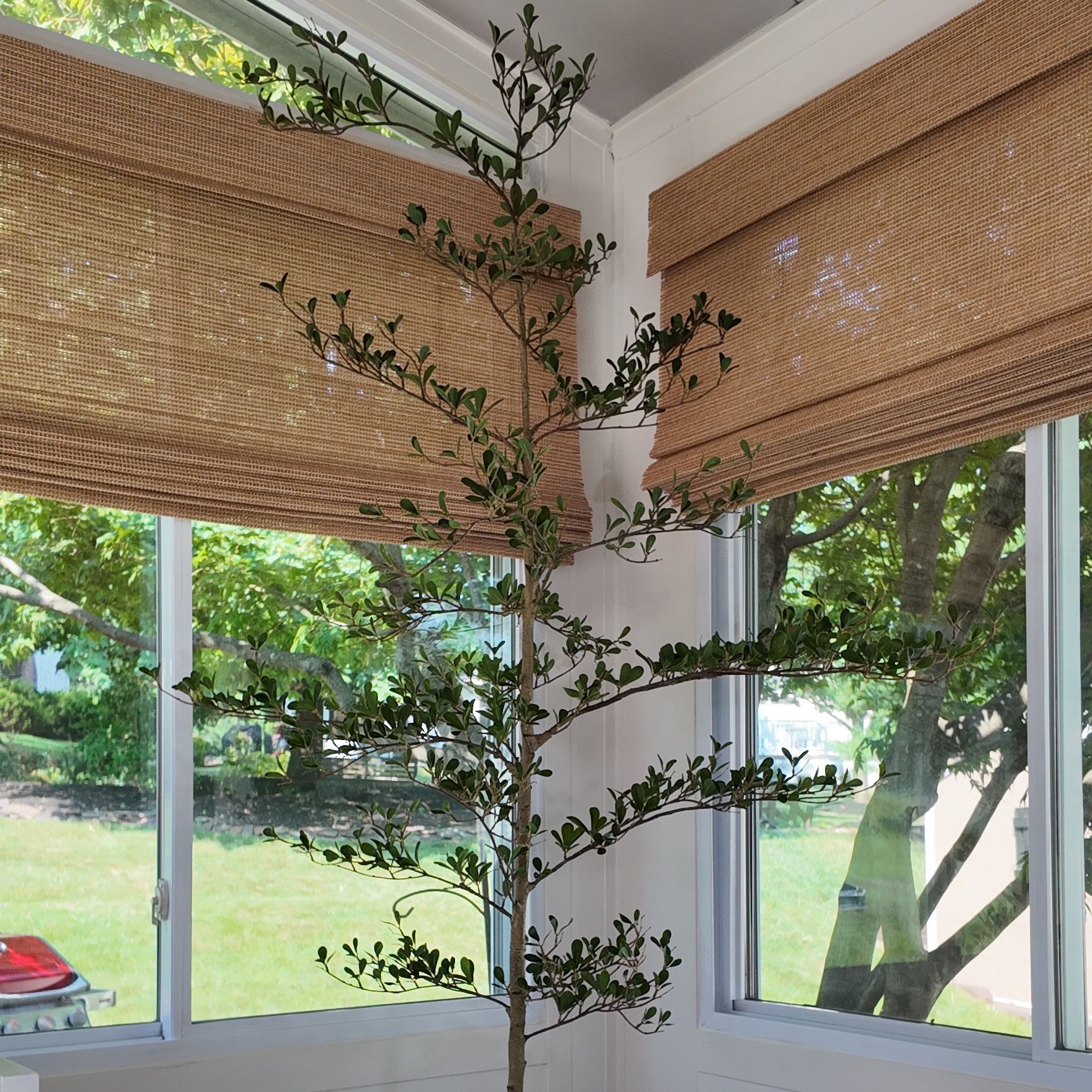 Faux Olive Tree thumbnail