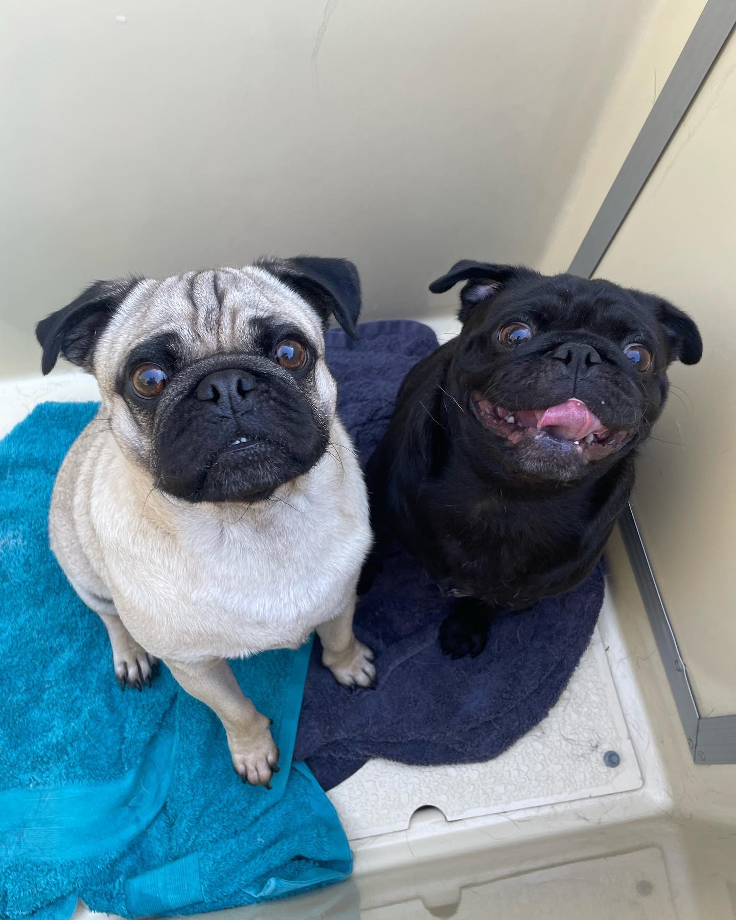 Willis💙and Wednesday💖. Both had their baths together at the same time, such gorgeous, gentle and beautiful fur babies 🐾 