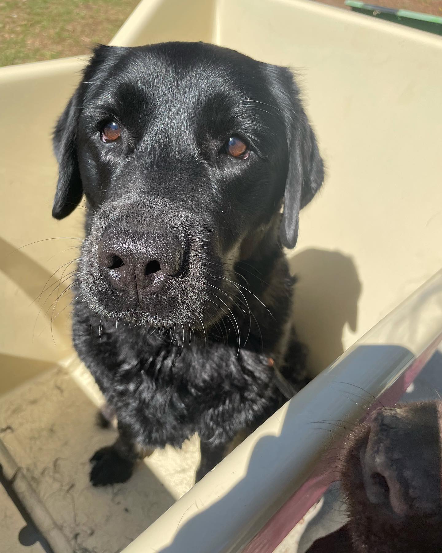 Ellie 💓

Had her first hydrobath with me today, she was such a good girl, happy and adored treats. She got massage from 