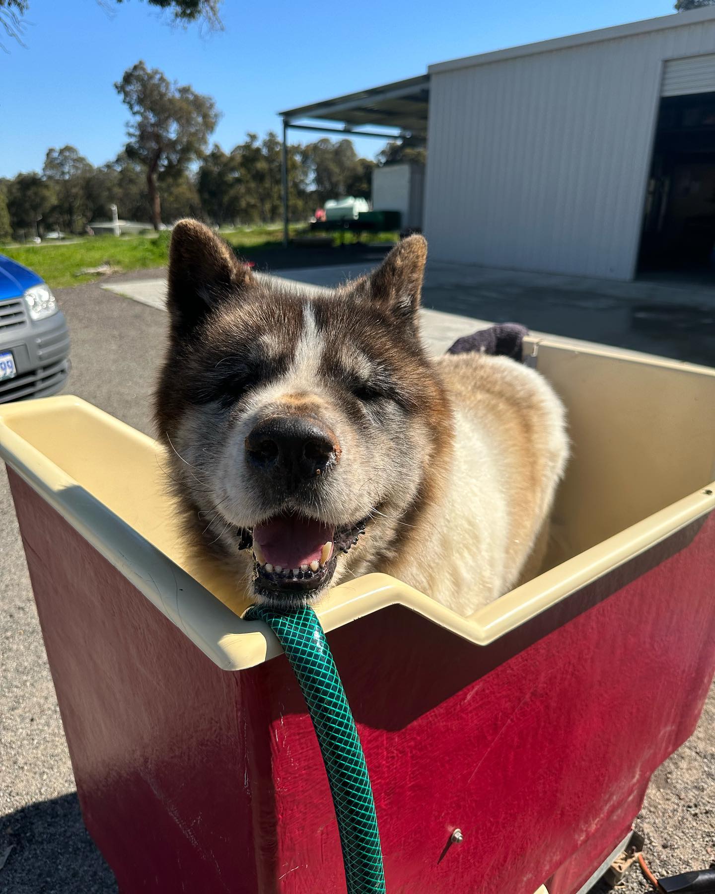 Gohan 💙

Had his hydro bath with me on Saturday. He was such a gentle gorgeous boy. Loved yummy treats 
He had
✅Massage 