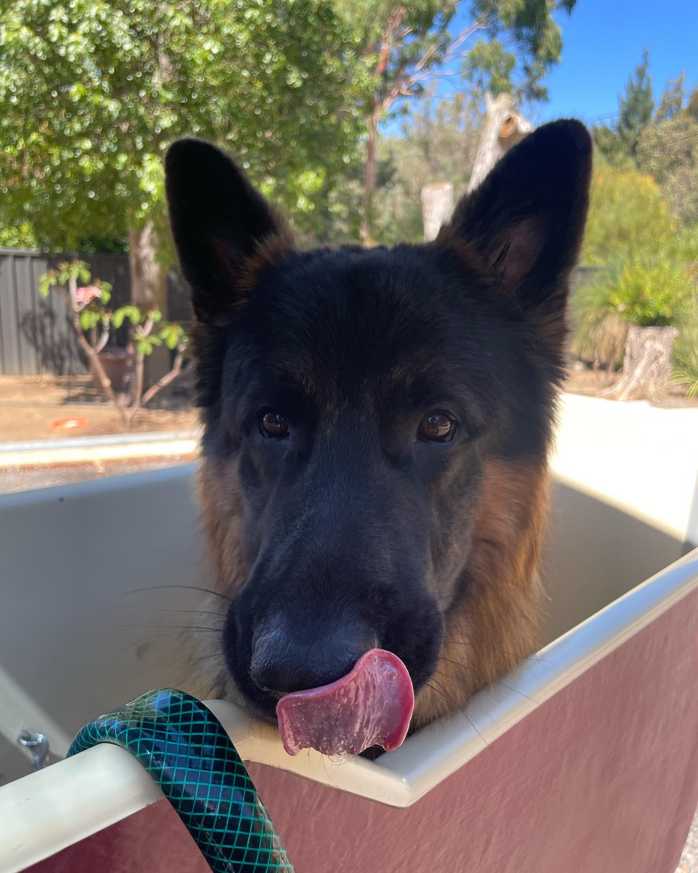 Bear 💙

Had his hydrobath with me today. He was such a gentle boy, loved a good yummy treat. He had a massage from head 